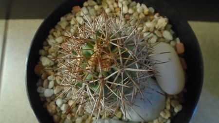 Ferocactus lindsayi, SB 535, Infiernillo, Michoacán, Mx