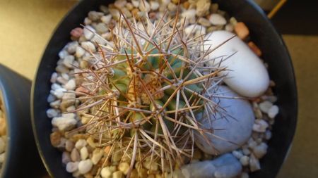 Ferocactus lindsayi, SB 535, Infiernillo, Michoacán, Mx