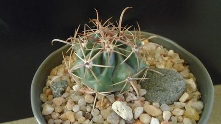 Ferocactus peninsulae ssp. townsendianus, Cabo San Lucas, Mx