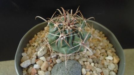 Ferocactus peninsulae ssp. townsendianus, Cabo San Lucas, Mx