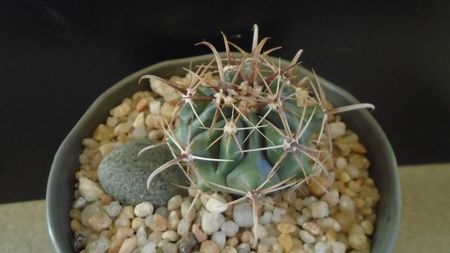 Ferocactus peninsulae ssp. townsendianus, Cabo San Lucas, Mx