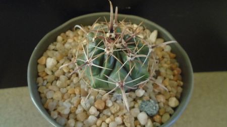 Ferocactus peninsulae ssp. townsendianus, Cabo San Lucas, Mx