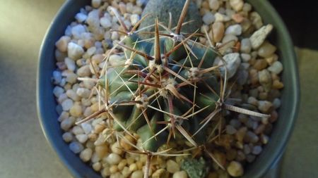 Ferocactus peninsulae ssp. townsendianus, Cabo San Lucas, Mx