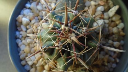 Ferocactus peninsulae ssp. townsendianus, Cabo San Lucas, Mx