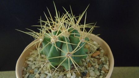 Ferocactus glaucescens