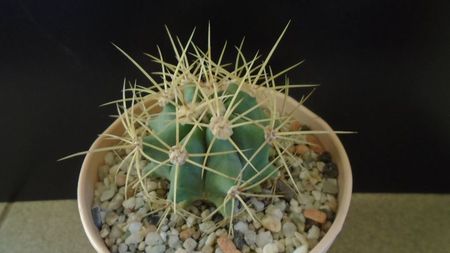 Ferocactus glaucescens