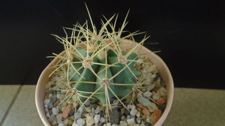 Ferocactus glaucescens