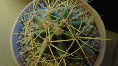 Ferocactus glaucescens