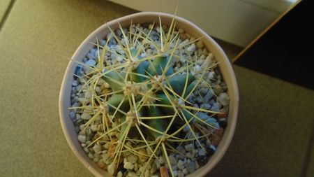 Ferocactus glaucescens