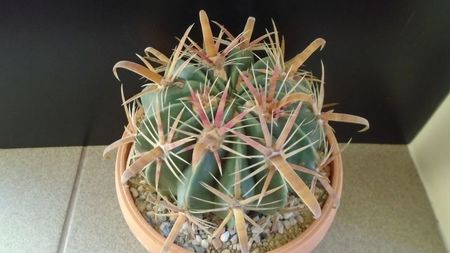 Ferocactus latispinus