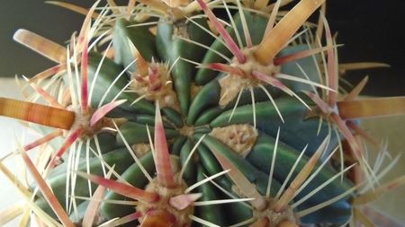 Ferocactus latispinus