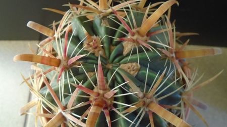 Ferocactus latispinus