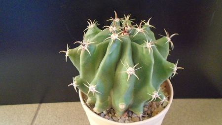 Ferocactus horridus f. brevispinus (Ferocactus peninsulae f. brevispinus)