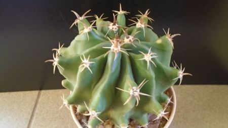 Ferocactus horridus f. brevispinus (Ferocactus peninsulae f. brevispinus)