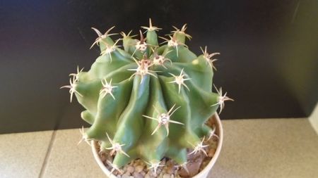 Ferocactus horridus f. brevispinus (Ferocactus peninsulae f. brevispinus)