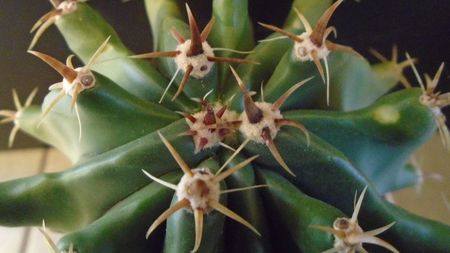 Ferocactus horridus f. brevispinus (Ferocactus peninsulae f. brevispinus)