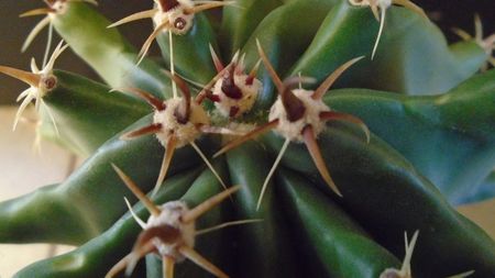 Ferocactus horridus f. brevispinus (Ferocactus peninsulae f. brevispinus)