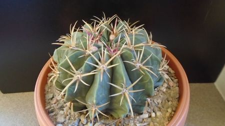 Ferocactus macrodiscus