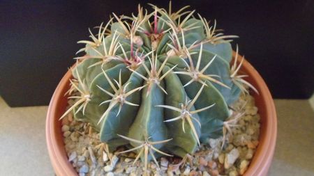 Ferocactus macrodiscus