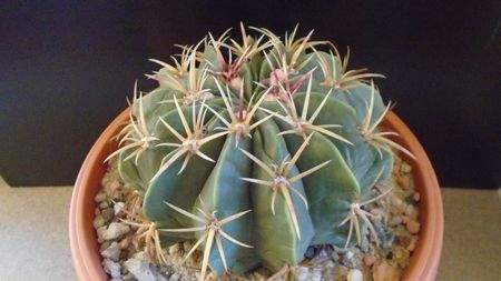 Ferocactus macrodiscus