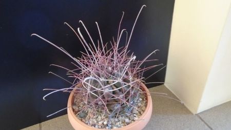 Hamatocactus (Ferocactus) hamatacanthus