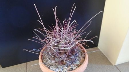 Hamatocactus (Ferocactus) hamatacanthus