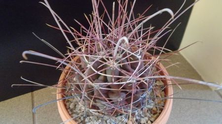 Hamatocactus (Ferocactus) hamatacanthus