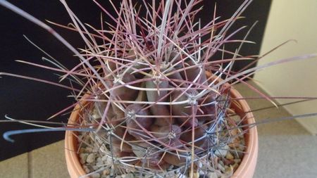 Hamatocactus (Ferocactus) hamatacanthus