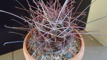 Hamatocactus (Ferocactus) hamatacanthus