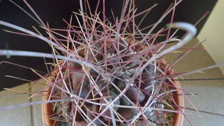 Hamatocactus (Ferocactus) hamatacanthus