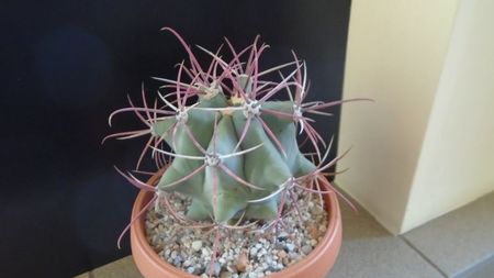 Ferocactus emoryi