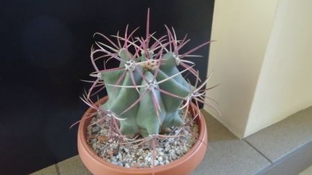 Ferocactus emoryi