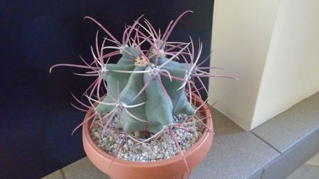 Ferocactus emoryi