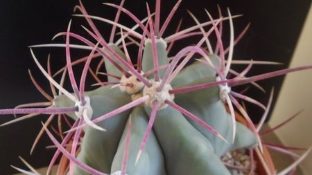 Ferocactus emoryi