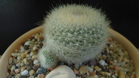 Brasilicactus graessneri (Parodia haselbergii ssp. graessneri)