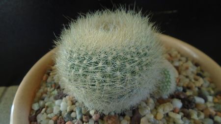 Brasilicactus graessneri (Parodia haselbergii ssp. graessneri)