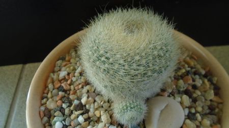 Brasilicactus graessneri (Parodia haselbergii ssp. graessneri)