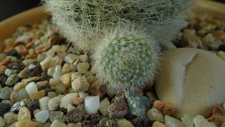 Brasilicactus graessneri (Parodia haselbergii ssp. graessneri)