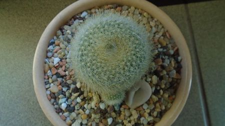 Brasilicactus graessneri (Parodia haselbergii ssp. graessneri)