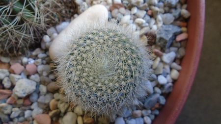 Brasilicactus graessneri (Parodia haselbergii ssp. graessneri)