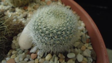 Brasilicactus graessneri (Parodia haselbergii ssp. graessneri)