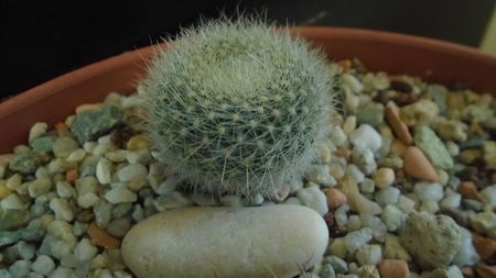 Brasilicactus graessneri (Parodia haselbergii ssp. graessneri)