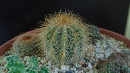 Notocactus (Parodia) magnificus