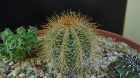 Notocactus (Parodia) magnificus