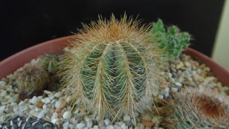 Notocactus (Parodia) magnificus