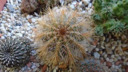 Notocactus (Parodia) magnificus