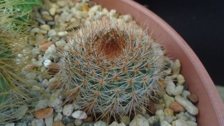 Notocactus schlosseri (Parodia erubescens)