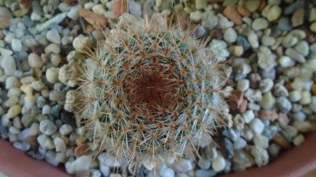 Notocactus schlosseri (Parodia erubescens)