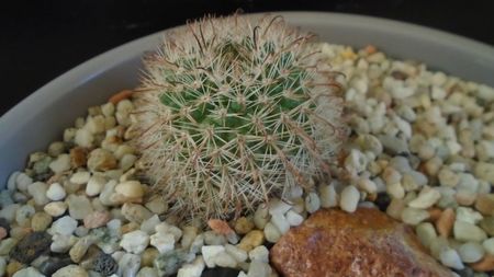 Parodia dichroacantha (Parodia microsperma)