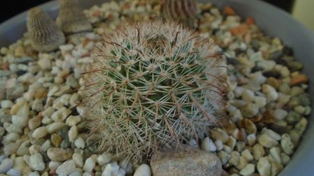 Parodia dichroacantha (Parodia microsperma)